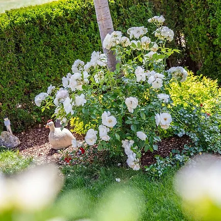 加尔尼维加雷泽旅馆